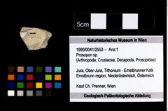 Foto (Objekt + Etikett) von Prosopon sp.  (NHMW-GEO-1990-0041-2553)